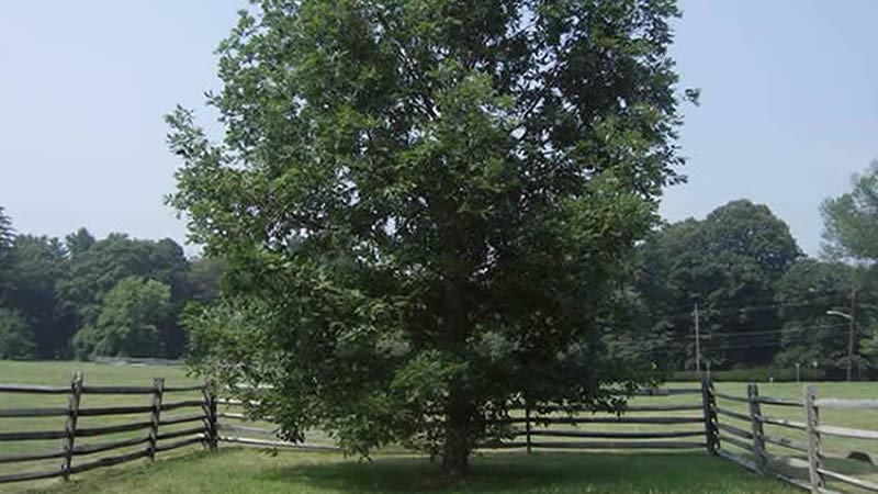 Princeton Battlefield State Park foto